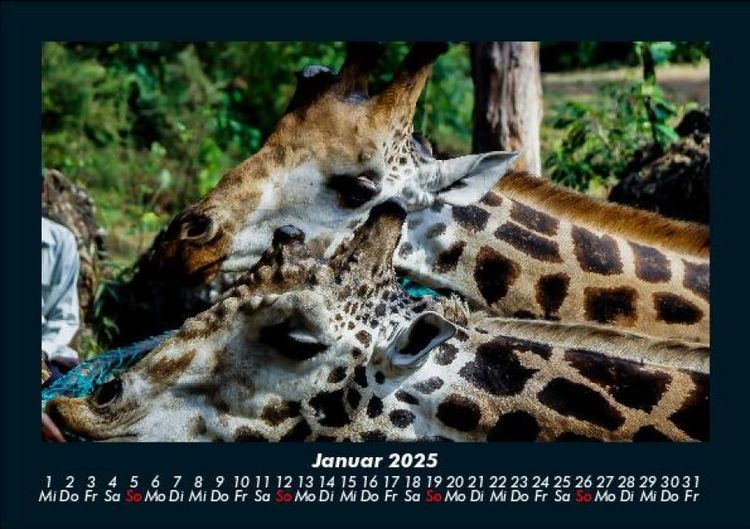 Produktbild: Giraffen 2025 Fotokalender DIN A5