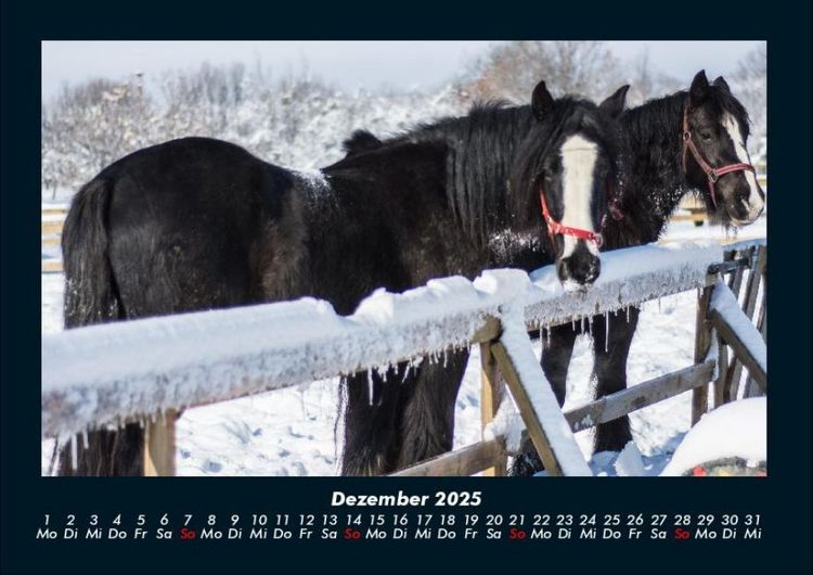 Produktbild: Pferdegefl&uuml;ster 2025 Fotokalender DIN A4