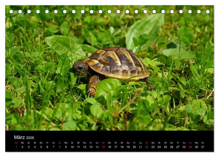 Produktbild: Das Leben der Schildkr&ouml;ten (Tischkalender 2026 DIN A5 quer), CALVENDO Monatskalender
