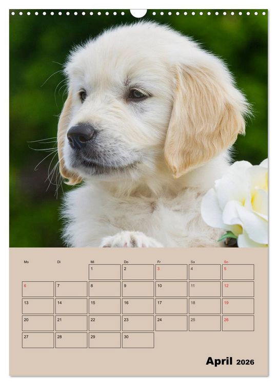 Produktbild: Jahresplaner Golden Retriever Welpen (Wandkalender 2026 DIN A3 hoch), CALVENDO Monatskalender