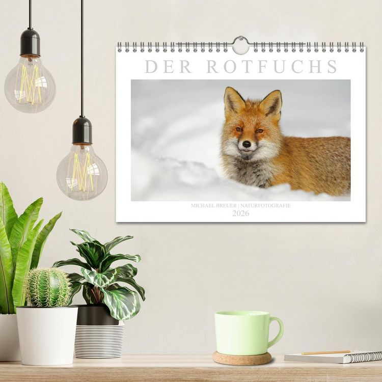 Produktbild: Der Rotfuchs (Wandkalender 2026 DIN A4 quer), CALVENDO Monatskalender