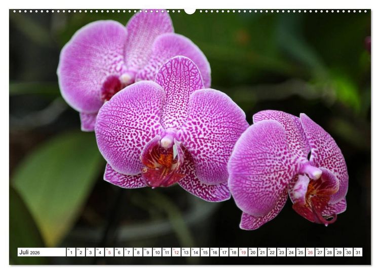 Produktbild: Prachtvolle Orchideen (hochwertiger Premium Wandkalender 2026 DIN A2 quer), Kunstdruck in Hochglanz