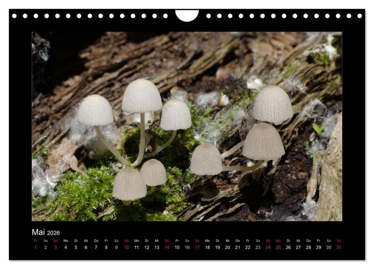Produktbild: Pilze (Wandkalender 2026 DIN A4 quer), CALVENDO Monatskalender