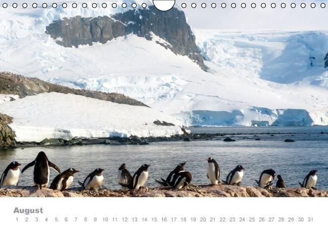 Produktbild: ANTARKTIS (Wandkalender immerw&auml;hrend DIN A4 quer)