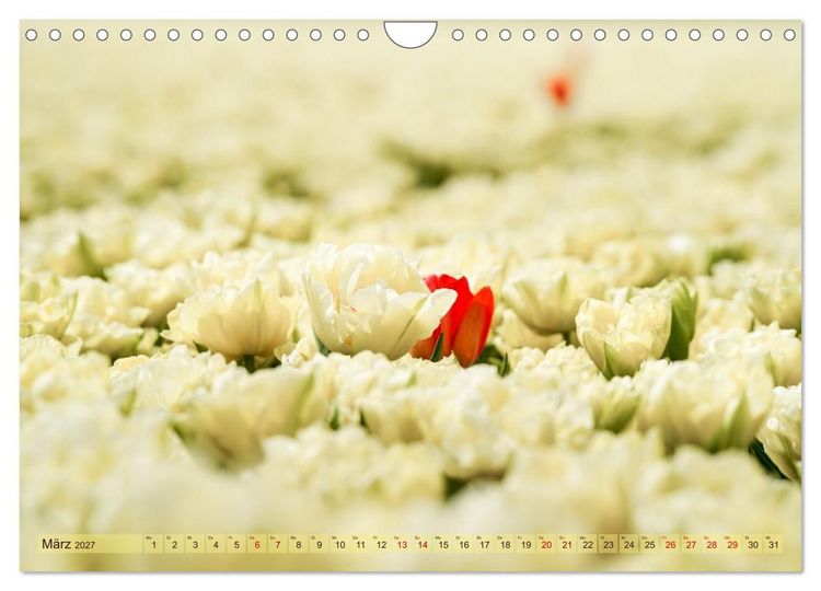 Produktbild: Tulpen - Hollands Stolz (Wandkalender 2027 DIN A4 quer), CALVENDO Monatskalender