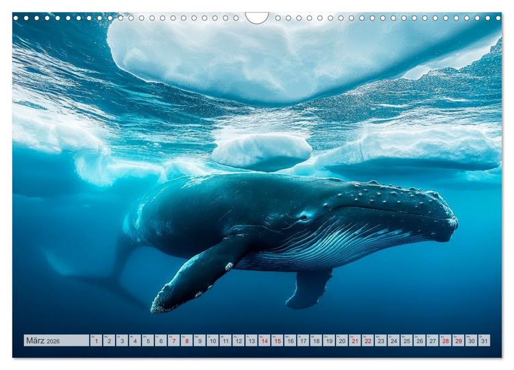 Produktbild: ARKTISCHE TIERE Im Reich der K&auml;lte (Wandkalender 2026 DIN A3 quer), CALVENDO Monatskalender