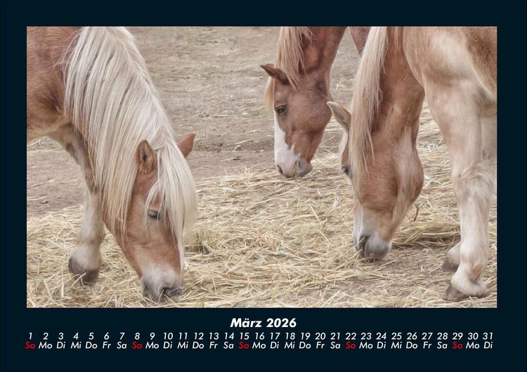 Produktbild: Welt der Pferde 2026 Fotokalender DIN A4
