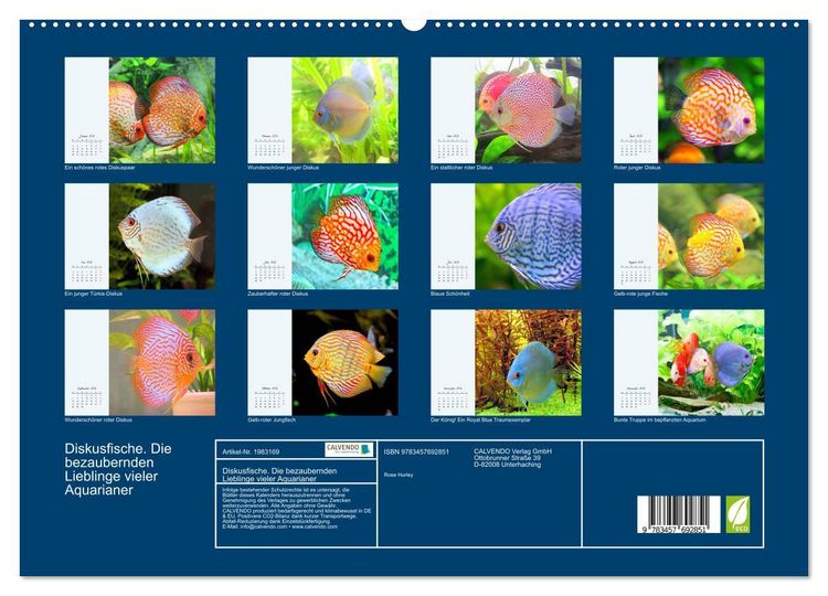 Produktbild: Diskusfische. Die bezaubernden Lieblinge vieler Aquarianer (hochwertiger Premium Wandkalender 2026 DIN A2 quer), Kunstdruck in Hochglanz