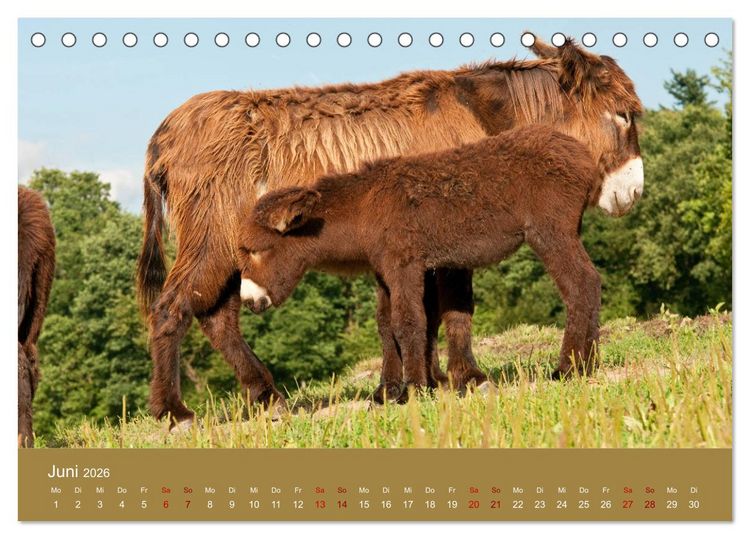 Produktbild: Baudet de Poitou - Seltene franz&ouml;sische Langohren (Tischkalender 2026 DIN A5 quer), CALVENDO Monatskalender