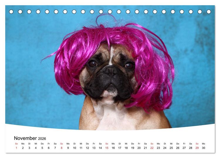 Produktbild: Bullys - Franz&ouml;sische Bulldoggen 2026 (Tischkalender 2026 DIN A5 quer), CALVENDO Monatskalender