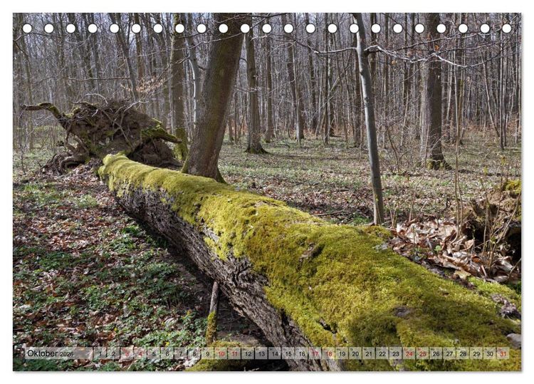 Produktbild: Der Hainich in Th&uuml;ringen - Weltnaturerbe (Tischkalender 2026 DIN A5 quer), CALVENDO Monatskalender