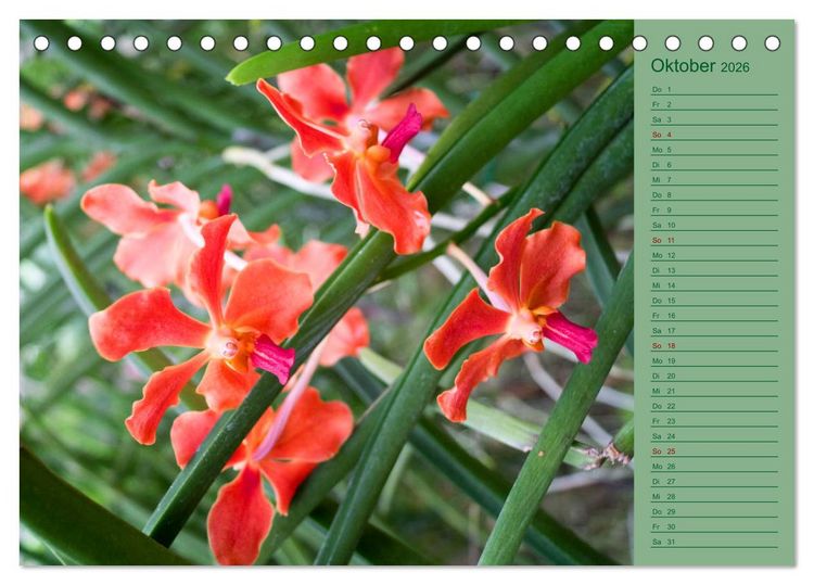 Produktbild: Farbzauber Natur Orchideen - CH Version (Tischkalender 2026 DIN A5 quer), CALVENDO Monatskalender