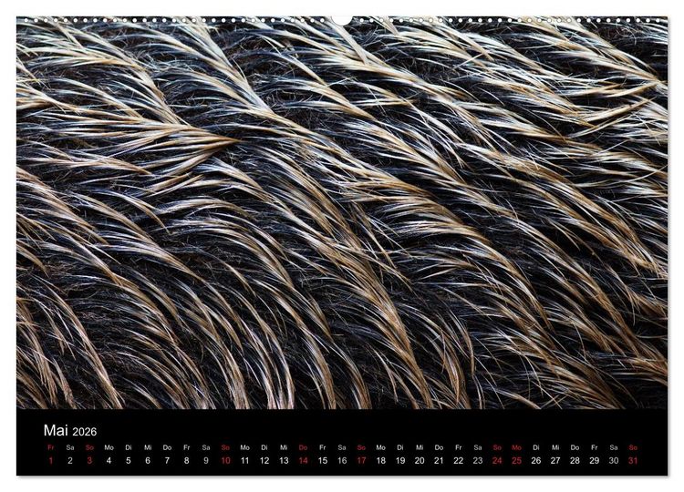 Produktbild: Wilde Wutzen. Das heimische Wildschwein (hochwertiger Premium Wandkalender 2026 DIN A2 quer), Kunstdruck in Hochglanz