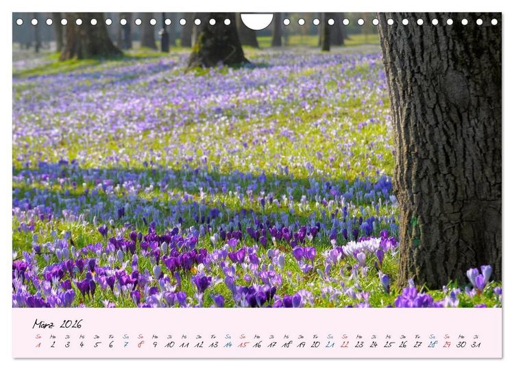 Produktbild: Wald und Baum 2026 (Wandkalender 2026 DIN A4 quer), CALVENDO Monatskalender