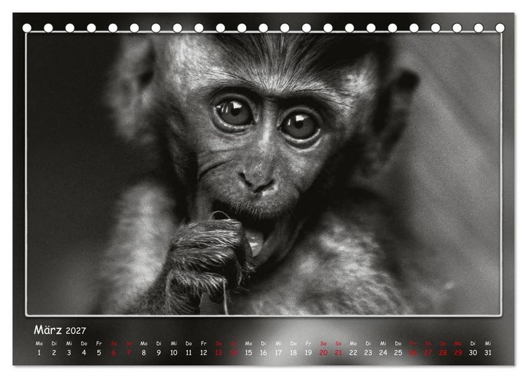 Produktbild: Tieren ins Gesicht geschaut (Tischkalender 2027 DIN A5 quer), CALVENDO Monatskalender