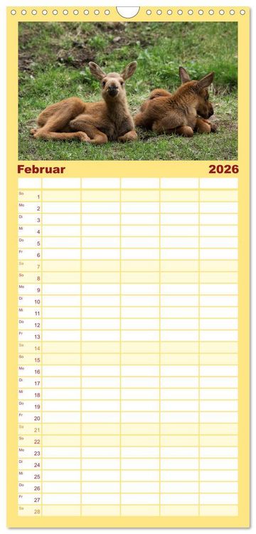 Produktbild: Familienplaner 2026 - Tierbabys 2026 mit 5 Spalten (Wandkalender, 21 x 45 cm) CALVENDO