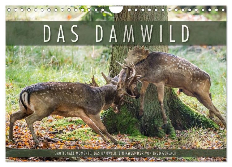 Produktbild: Emotionale Momente: Das Damwild. (Wandkalender 2027 DIN A4 quer), CALVENDO Monatskalender