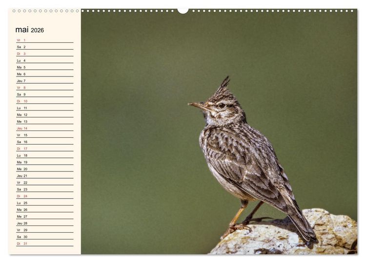Produktbild: Notre nature sauvage, les passereaux d'Europe (Calendrier mural 2026 DIN A2 vertical), CALVENDO calendrier mensuel