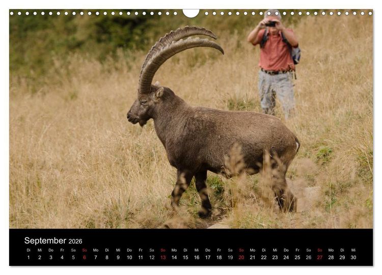 Produktbild: Steinwild in den Schweizer Voralpen (Wandkalender 2026 DIN A3 quer), CALVENDO Monatskalender