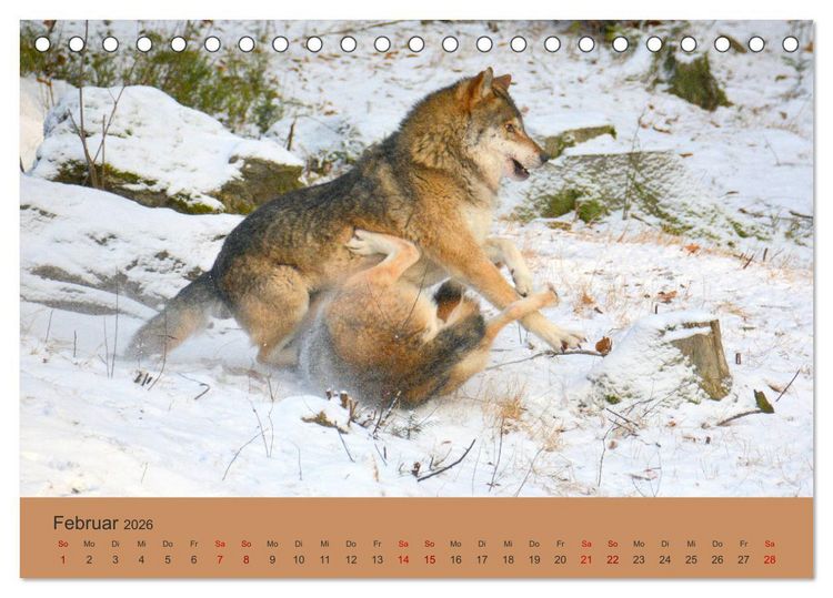 Produktbild: Begegnungen DER WOLF (Tischkalender 2026 DIN A5 quer), CALVENDO Monatskalender
