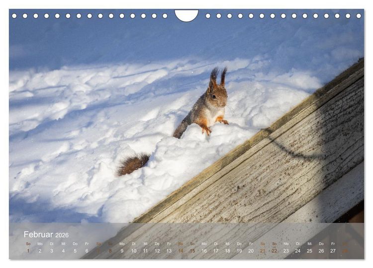 Produktbild: Bezaubernde Eichh&ouml;rnchen (Wandkalender 2026 DIN A4 quer), CALVENDO Monatskalender