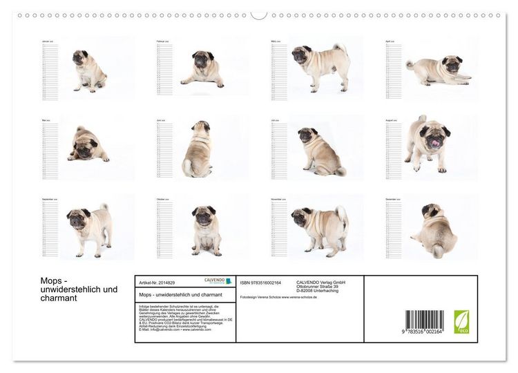 Produktbild: Mops - unwiderstehlich und charmant (hochwertiger Premium Wandkalender 2026 DIN A2 quer), Kunstdruck in Hochglanz