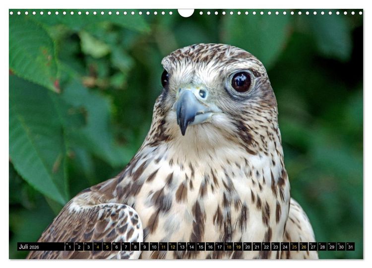 Produktbild: V&ouml;gel im Fokus - Ausdrucksstarke Vielfalt in der Vogelwelt (Wandkalender 2026 DIN A3 quer), CALVENDO Monatskalender