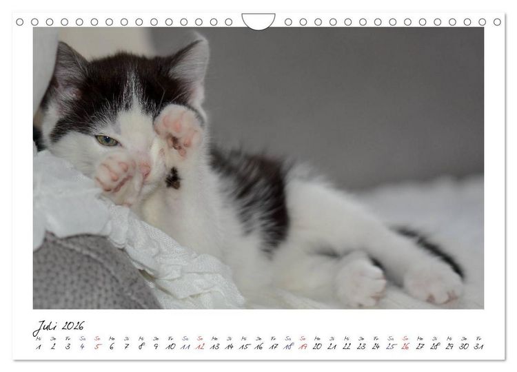 Produktbild: Die Launen der Katzen 2026 (Wandkalender 2026 DIN A4 quer), CALVENDO Monatskalender