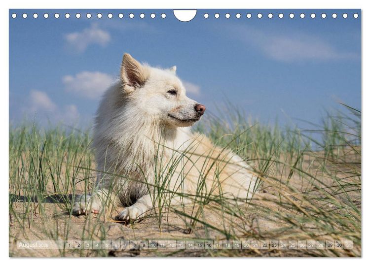 Produktbild: Mit Hunden an den Str&auml;nden von Nord- und Ostsee (Wandkalender 2026 DIN A4 quer), CALVENDO Monatskalender