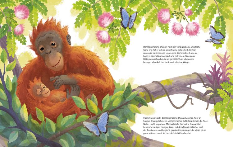 Produktbild: Der kleine Orang-Utan - Zu Hause im Regenwald