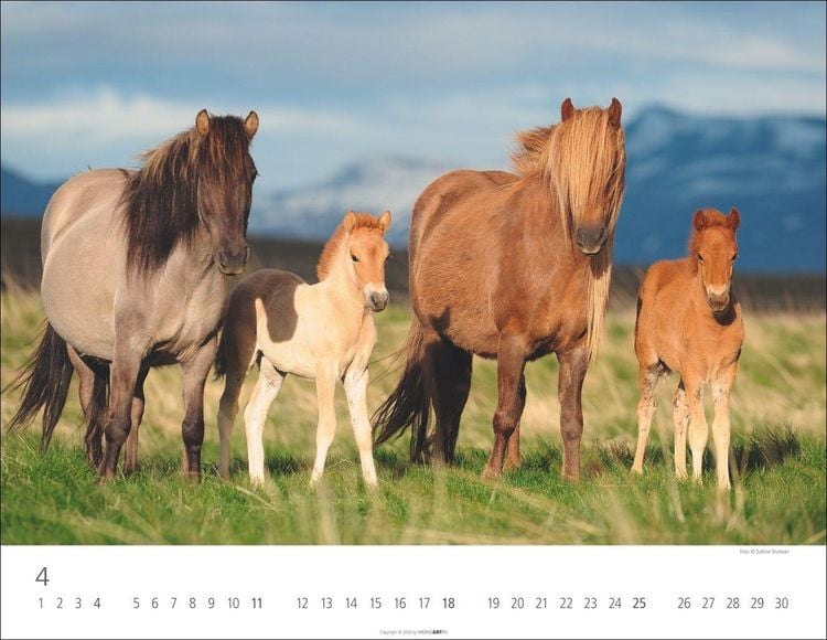 Produktbild: Islandpferde Kalender 2027