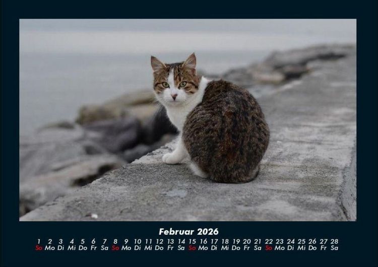 Produktbild: F&uuml;r Katzenfreunde 2026 Fotokalender DIN A4