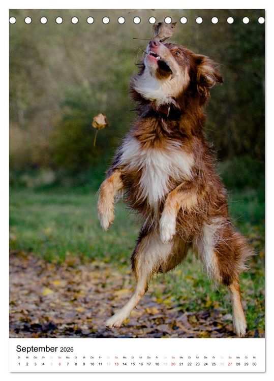 Produktbild: Australian Shepherd &ndash; Mit dem Aussie unterwegs (Tischkalender 2026 DIN A5 hoch), CALVENDO Monatskalender