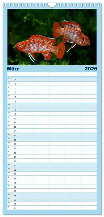 Produktbild: Familienplaner 2026 - Beliebte Fische der Welt mit 5 Spalten (Wandkalender, 21 x 45 cm) CALVENDO