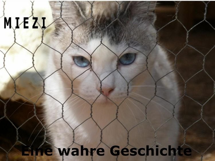 Produktbild: Miezi - Eine wahre Katzengeschichte