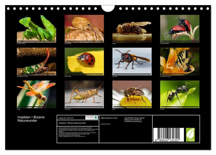 Produktbild: Insekten &bull; Bizarre Naturwunder (Wandkalender 2026 DIN A4 quer), CALVENDO Monatskalender
