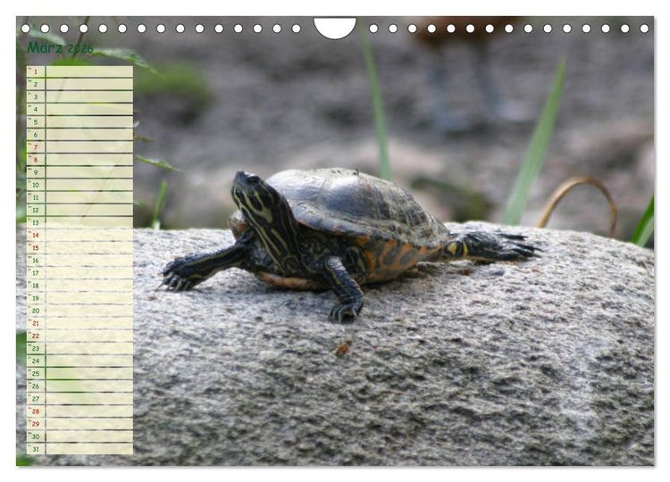 Produktbild: Schildkr&ouml;ten - Gepanzerte Wesen aus Urzeiten (Wandkalender 2026 DIN A4 quer), CALVENDO Monatskalender