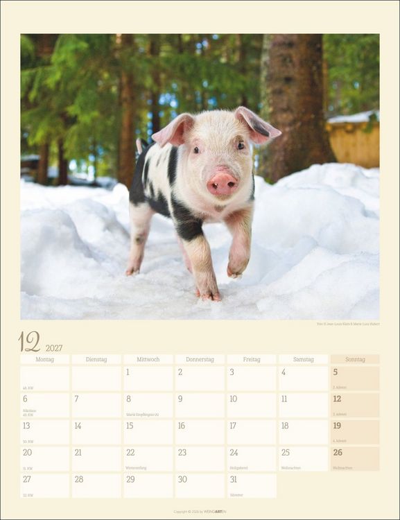 Produktbild: Schweinchen Kalender 2027
