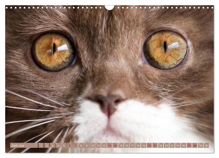 Produktbild: Kittens - Britisch Kurzhaar Katzenkinder (Wandkalender 2026 DIN A3 quer), CALVENDO Monatskalender