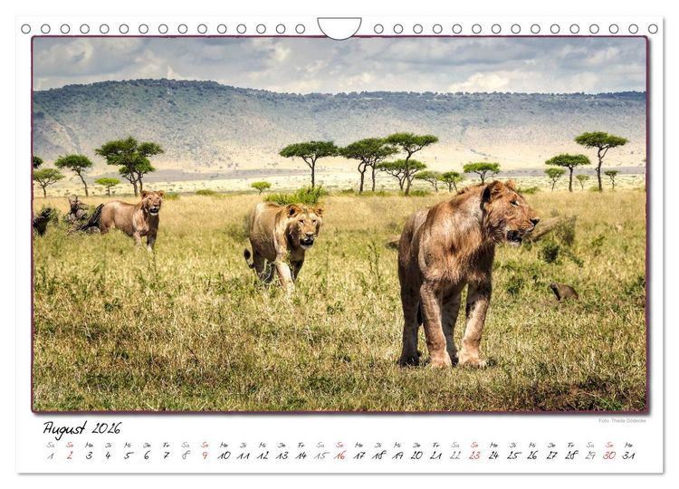 Produktbild: Abenteuer Masai Mara (Wandkalender 2026 DIN A4 quer), CALVENDO Monatskalender