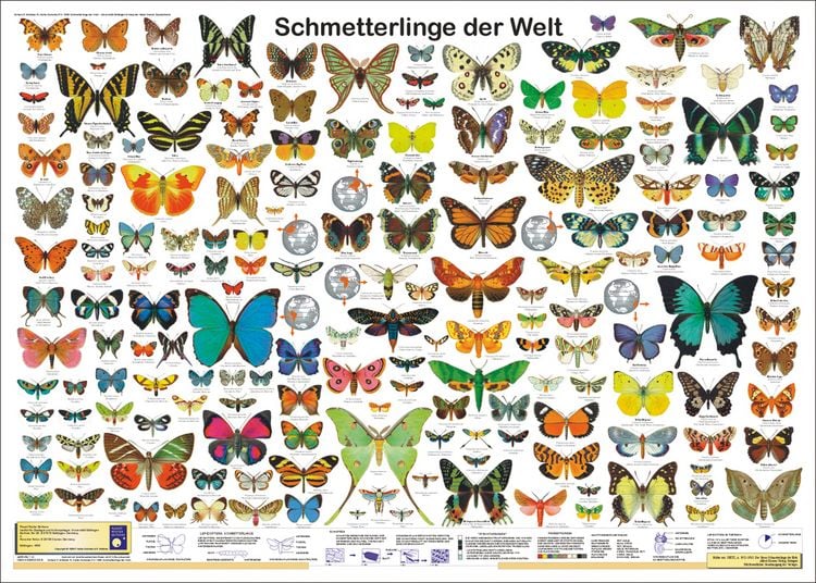 Produktbild: Schmetterlinge der Welt