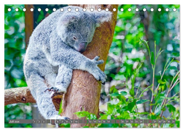 Produktbild: Koalas - Kuscheliges Symbol Australiens (Tischkalender 2026 DIN A5 quer), CALVENDO Monatskalender