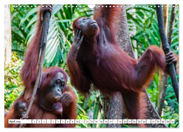 Produktbild: Orang Utans von Borneo Tierkalender 2026 (Wandkalender 2026 DIN A3 quer), CALVENDO Monatskalender