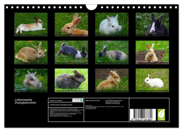 Produktbild: Liebenswerte Zwergkaninchen (Wandkalender 2026 DIN A4 quer), CALVENDO Monatskalender