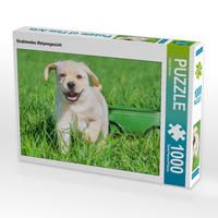 Produktbild: CALVENDO Puzzle Strahlendes Welpengesicht 1000 Teile Lege-Gr&ouml;&szlig;e 64 x 48 cm Foto-Puzzle Bild von Sigrid Starick