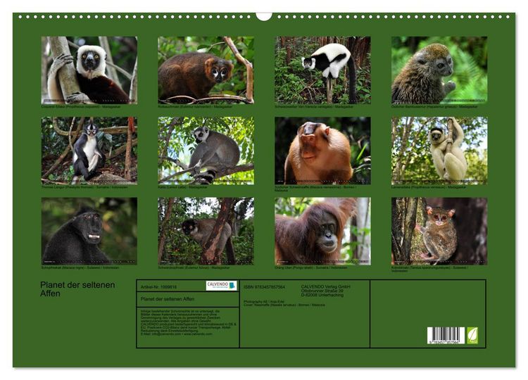 Produktbild: Planet der seltenen Affen (Wandkalender 2026 DIN A2 quer), CALVENDO Monatskalender