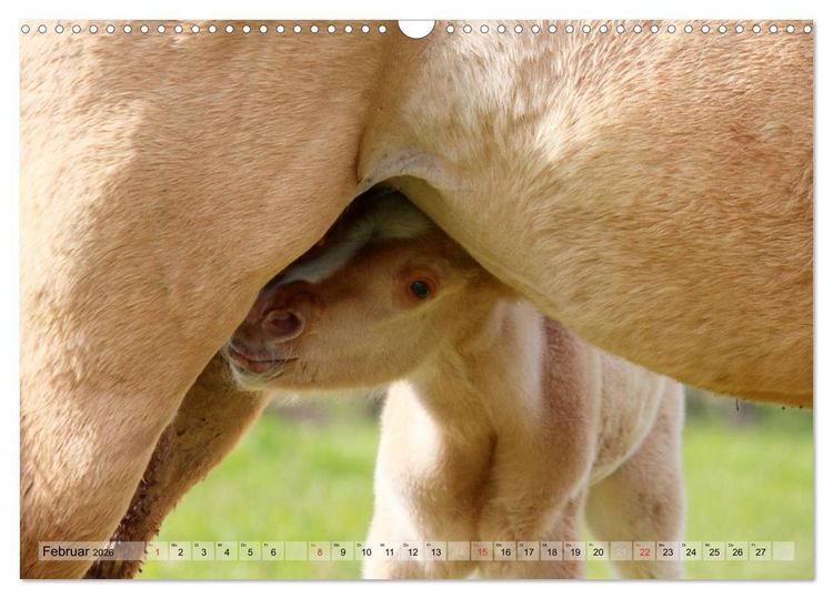 Produktbild: Pferdekinder - Fohlen haben ihren ganz eigenen Charme (Wandkalender 2026 DIN A3 quer), CALVENDO Monatskalender