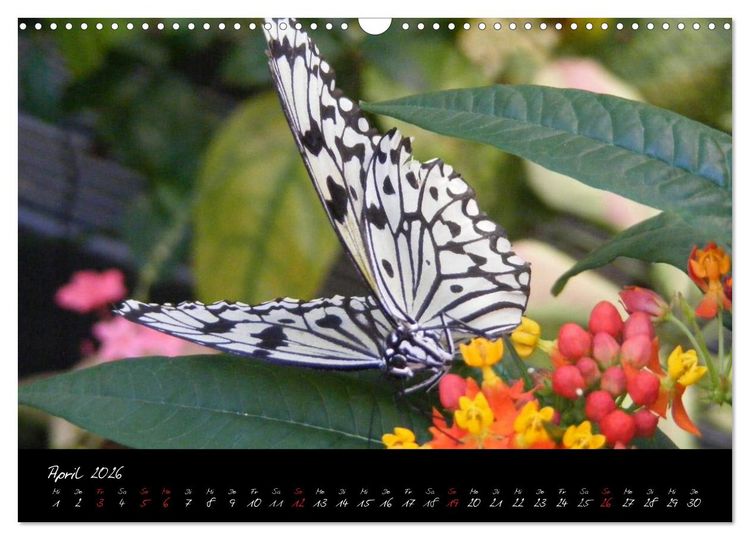 Produktbild: Schmetterlinge (Wandkalender 2026 DIN A3 quer), CALVENDO Monatskalender