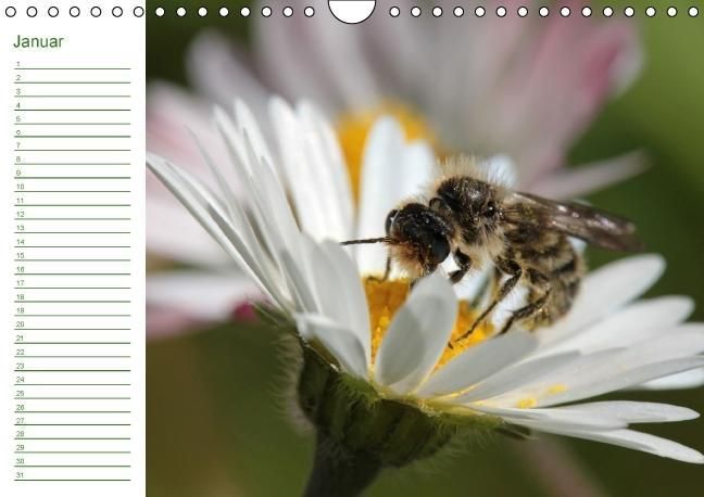 Produktbild: Bienen - Emsige Helfer (Wandkalender immerw&auml;hrend DIN A4 quer)