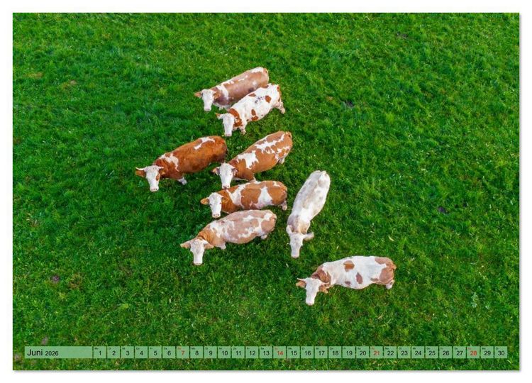 Produktbild: Voll kuhl - der Kuhkalender mit K&uuml;hen aus dem Allg&auml;u (Wandkalender 2026 DIN A4 quer), CALVENDO Monatskalender
